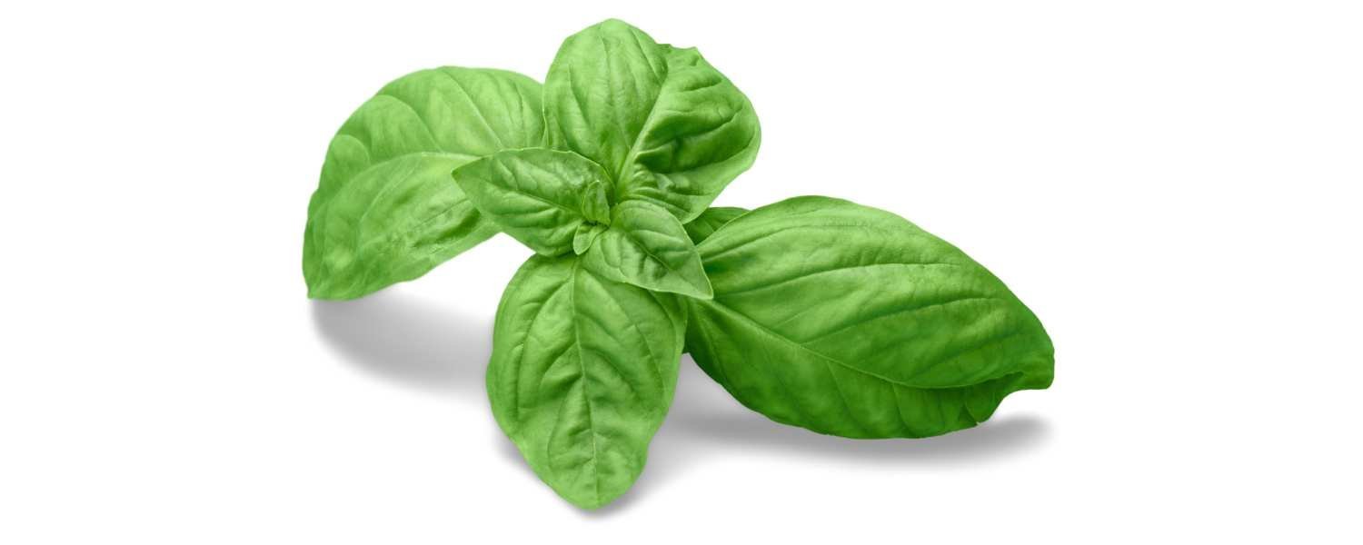 Basil
