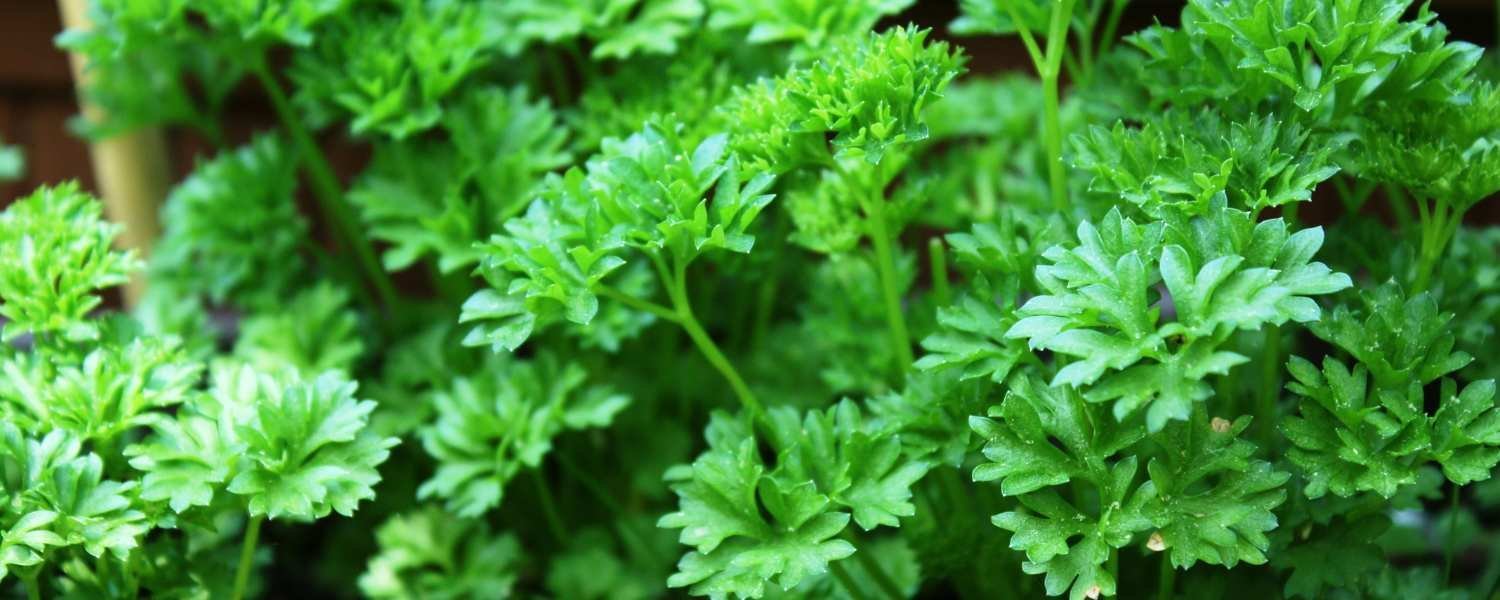 Flat Leaf Parsley