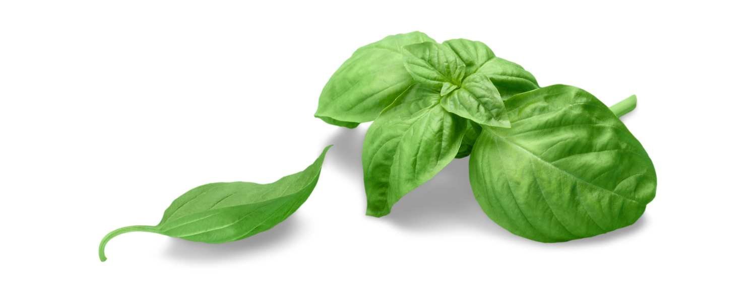 Sweet Basil