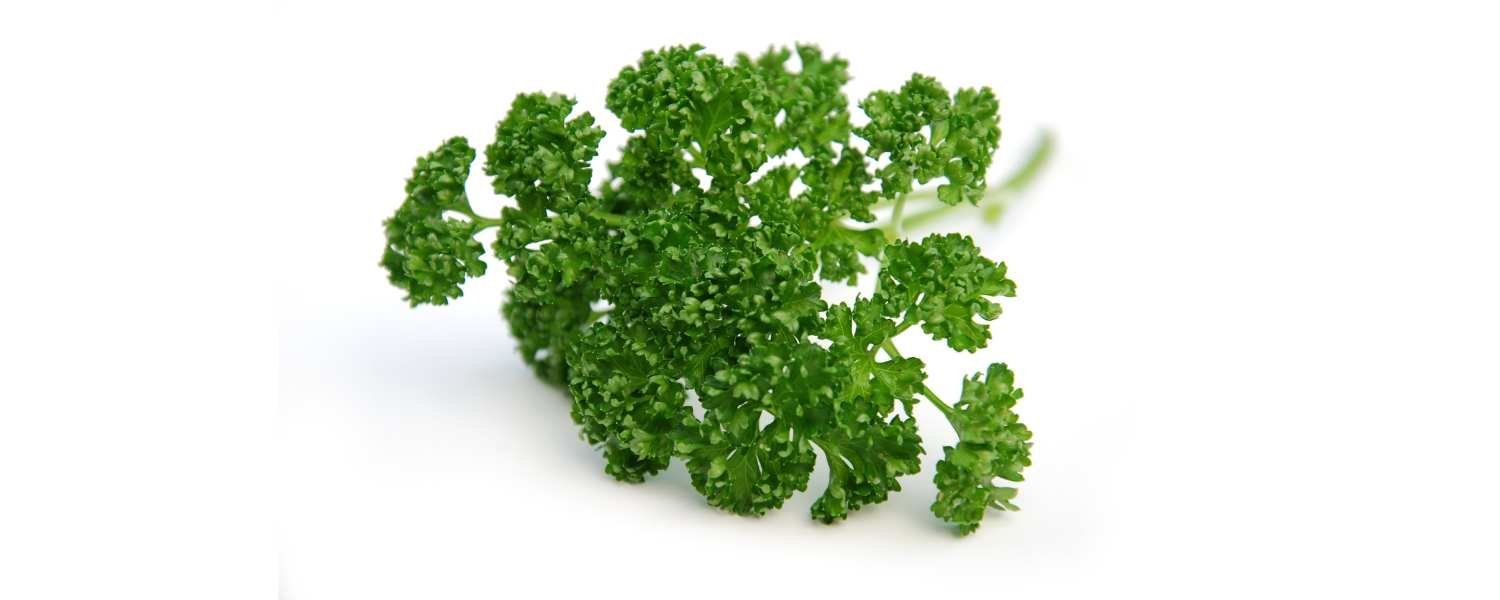 Curly Parsley