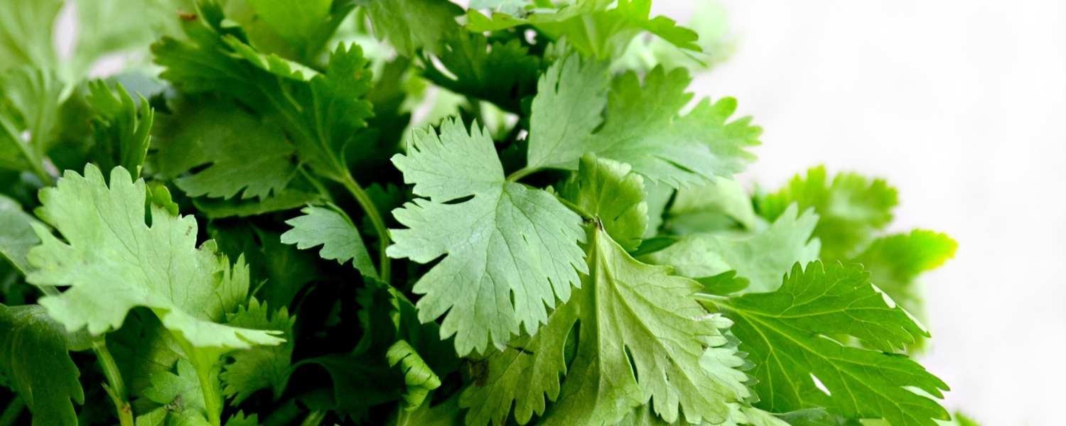 Cilantro