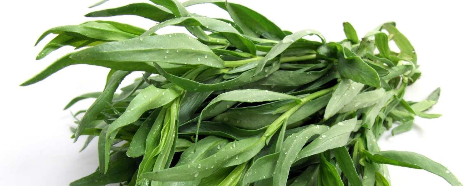 Tarragon
